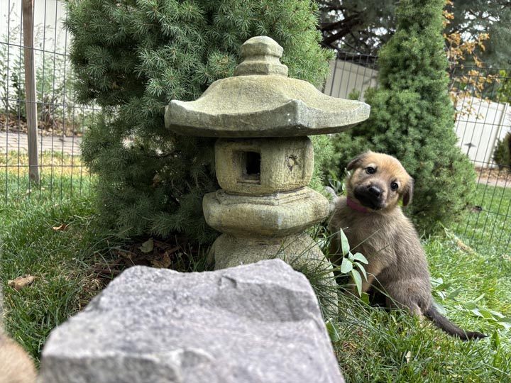 chinook dog